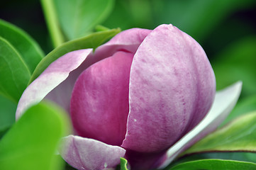 Image showing Magnolia blossom