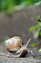 Image showing Grapewine snail on pavement