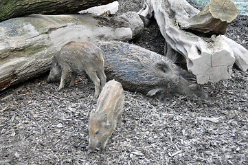 Image showing Wild boar pig family