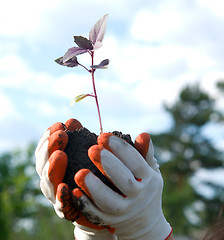 Image showing plant in a hands