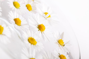 Image showing Daisy Flowers with Dewdrops