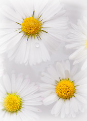 Image showing Daisy Flowers with Dewdrops