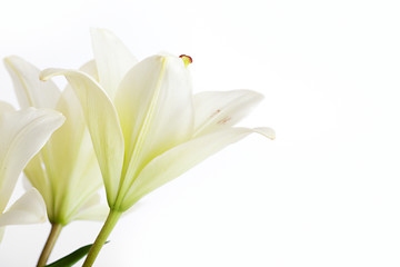 Image showing White Lily