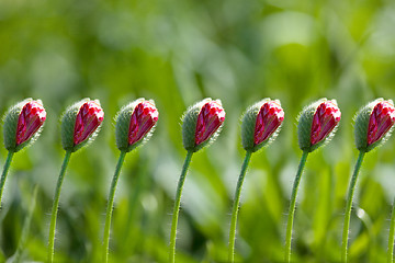 Image showing Corn Poppy Flowers Papaver rhoeas