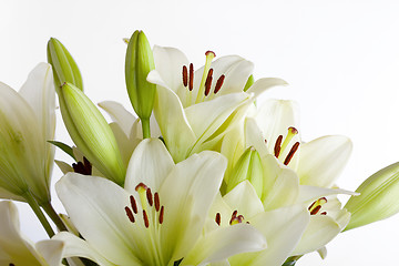 Image showing White Lily