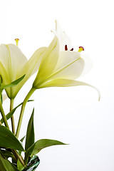 Image showing White Lily