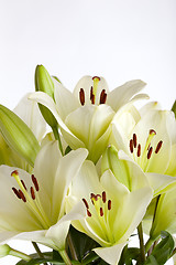 Image showing White Lily