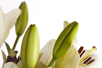 Image showing White Lily