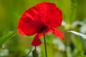 Image showing Corn Poppy Flowers Papaver rhoeas