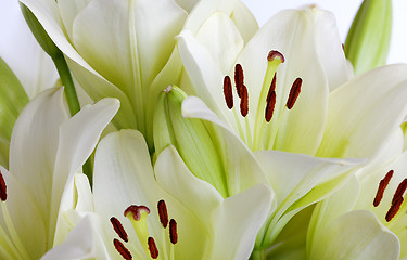 Image showing White Lily