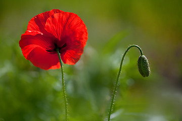 Image showing Corn Poppy Flowers Papaver rhoeas