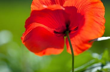 Image showing Corn Poppy Flowers Papaver rhoeas