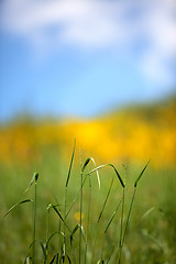 Image showing Spring Meadow