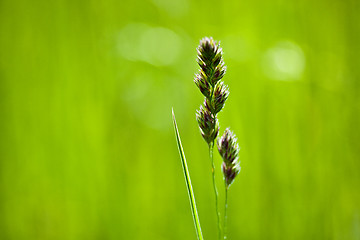 Image showing Spring Meadow