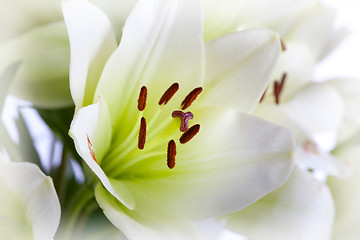 Image showing White Lily