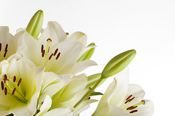 Image showing White Lily