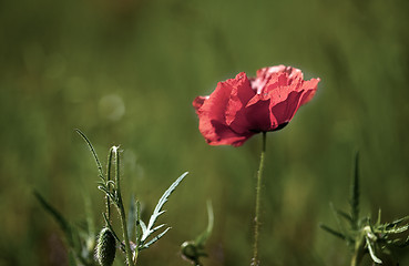 Image showing Corn Poppy Flowers Papaver rhoeas