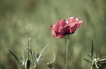 Image showing Corn Poppy Flowers Papaver rhoeas