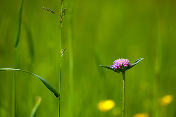 Image showing Spring Meadow