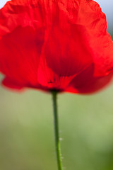 Image showing Corn Poppy Flowers Papaver rhoeas