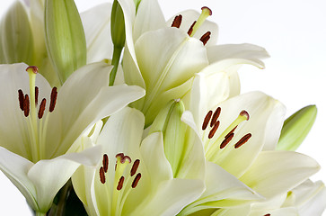 Image showing White Lily