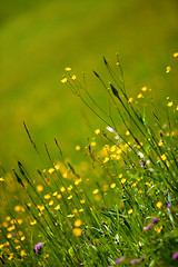 Image showing Spring Meadow