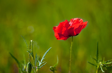 Image showing Corn Poppy Flowers Papaver rhoeas