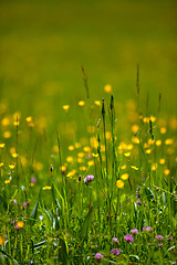 Image showing Spring Meadow