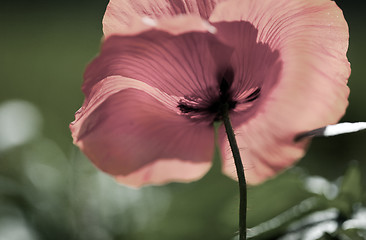 Image showing Corn Poppy Flowers Papaver rhoeas