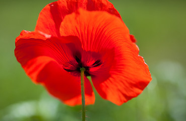 Image showing Corn Poppy Flowers Papaver rhoeas