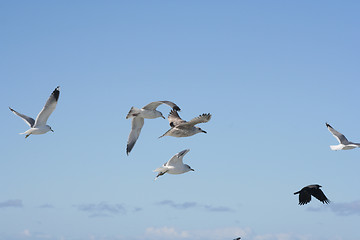 Image showing Birds in Flight