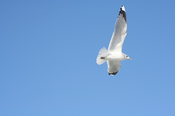 Image showing Bird in Flight