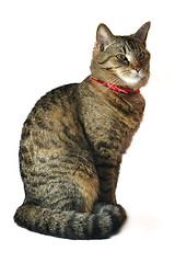 Image showing Cat portrait