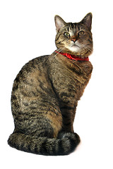 Image showing Cat portrait