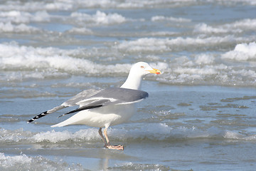 Image showing Seagull on Ice