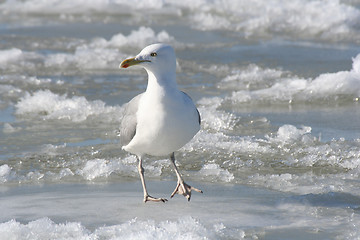 Image showing Seagull on Ice