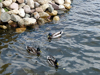 Image showing Mallards (Wild ducks)