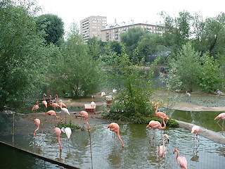 Image showing Greater Flamingo and American Flamingo