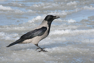 Image showing Crow on Ice