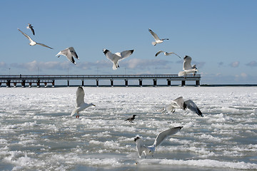 Image showing Birds in Winter