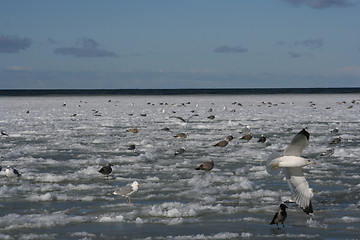 Image showing Birds in Winter