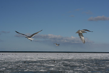 Image showing Birds in Flight