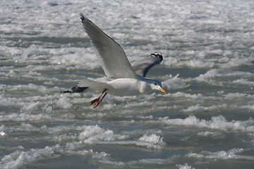 Image showing Tern in Flight