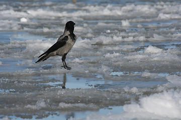 Image showing Crow on Ice