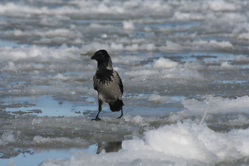 Image showing Crow on Ice