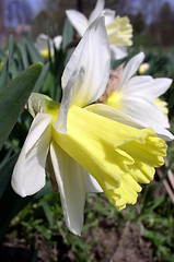 Image showing Narcissus