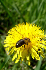 Image showing Dandelion and Bee