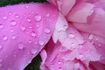 Image showing Peony with Rain Drops