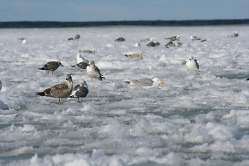 Image showing Birds in Winter