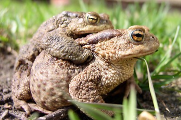 Image showing Toads